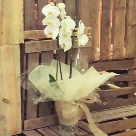 orquidea de 30e floristería Aladino Alcoy