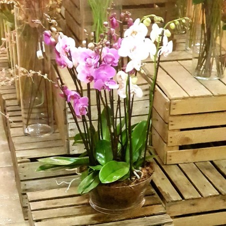 Centro 8 varas orquídeas