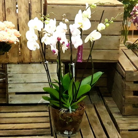 Centro 2 Orquídeas 4 varas con deco