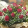 San Valentín Ramo 12 Rosas con hoja especial